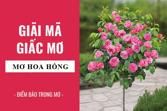 mo-thay-hoa-hong-2